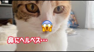 妊娠中の母猫の鼻にヘルペスが・・・