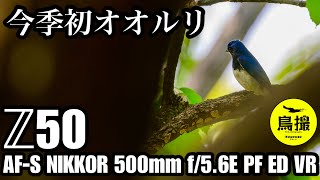 【野鳥撮影】三度目の正直。今季初オオルリ！Z50×500mm f/5.6E PF