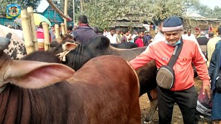 @ ১৬/২/২০২৫|| মুন্সিগঞ্জ থেকে এসে বাবা-ছেলের কুরবানির টার্গেটের ষাঁড় গরু কেনা কাহারোল হাটে||