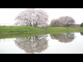 幾坂池の桜（奈良県天理市）