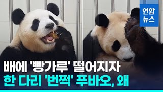 옥수수빵 '냠냠' 푸바오, 빵가루 떨어지자 다리 올리고는 '날름' / 연합뉴스 (Yonhapnews)