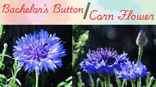 Bachelor's Button | Corn Flower | Symbolic Meanings Of The Bachelor Button Flower | Nature's Beauty