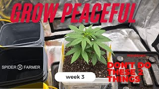 Grow peaceful pound dog Garden update spiderfarmer full 4x4 tent kit.