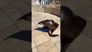 This seal dance better then me🤣(credict to og owner!)