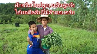 ผักกาดแบบใดปลูกได้ผลผลิตปลูกดินลูกรัง (EP57)