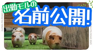 モル出勤！お名前全部お伝えします！  #guineapig #zoo