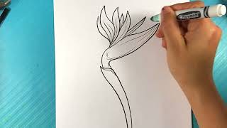 EASY How to Draw FLOWERS - Bird of Paradise