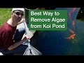Best Way to Remove Algae from Koi Pond Best Way to Remove Algae from Koi Pond