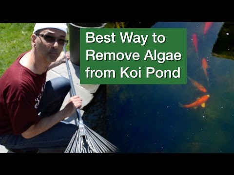 Best Way to Remove Algae from Koi Pond Best Way to Remove Algae from Koi Pond