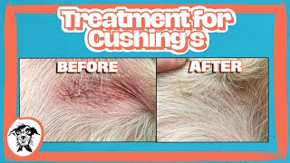 013 - Cracking Cushing’s: Inside Russell Sprout’s Diagnosis & Recovery w/ Dr. Amy Oberstadt (Part 3)