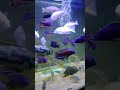 Cichlid fish Surabaya Impormasi Dan info cichlid fish Afrika Dan amerika Terpercaya