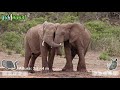 elefante africano vs rinoceronte blanco