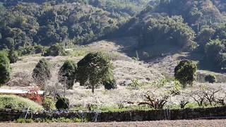 南投信義鄉梅花  Nantou Xinyi Township with the rich village plum blossom record