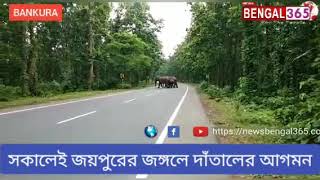 জয়পুরের জঙ্গলে দাঁতালের আগমন।