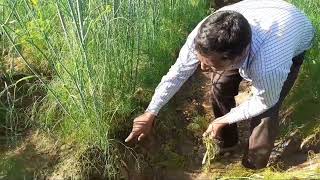 વરીયાળી માં આ કામ કરો રોગ જ નહિ આવે | This method use in Fennel crop.