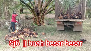 Panen Sriwijaya 6 ( yangambi) || hasil diakhir video || bibit unggul asal Sumatra selatan