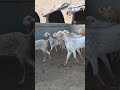 madrasi mandi update goatfarm goat goatfarmer