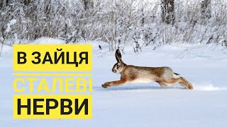 ПОЛЮВАННЯ на ЗАЙЦЯ сезон 2017 року. заєць🐰 лежав в бур'яні до останнього.