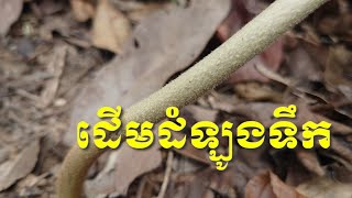 ដើម ដំឡូងទឹក / Deum DomLong Teuk Or Water Potatos