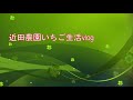 ハウスでの定点観測始めます（今日も午後から定植行いました）　いちご農家の日々のお仕事　＃３３５