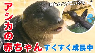 「思わぬハプニングも！？桂浜水族館でアシカの赤ちゃんがすくすく成長中！」2024/7/4放送