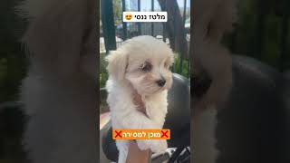 אין על מלטז בעולם הזה 😍😍