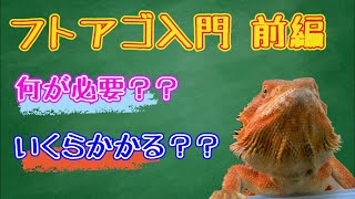 フトアゴヒゲトカゲ入門前編~飼育に必要な設備と費用~