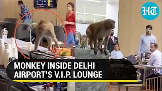 Watch: Monkey inside Delhi airport's VIP lounge, drinks juice and eats food at bar; video viral