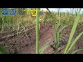 Sugarcane Cultivation - Budidaya Tanaman Tebu Metode Bud Chip