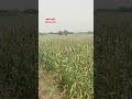 shetakri farmer shetkariputra kisan khetibadi बघा आज शेतात पाऊस आला short video