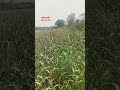 shetakri farmer shetkariputra kisan khetibadi बघा आज शेतात पाऊस आला short video