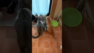 食い意地がすごい猫 #shorts