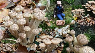 เก็บเห็ดขอนสีน้ำผึ้งแค่จุดเดียวได้เต็มตะกร้า Harvesting Honey Fungus#wildmushroomuk #เก็บเห็ดป่าuk