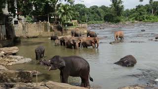 Pinnawala Elephant Orphanage | Sri lankan Elephants | Asian Elephants