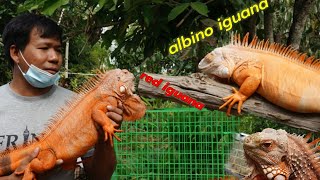 บุกบ้านสวน||อีกัวน่าเผือก||ตาแดง โคตะระสวย albino iguana form thailand