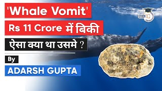 What is Whale Vomit? Why is Ambergris so expensive? Yemeni fishermen find Rs 11 cr worth Vomit Gold