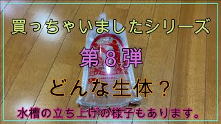 【買っちゃいましたシリーズ vol.8 】アベニーパファーを買っちゃいました‼