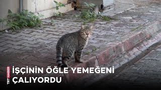 Hırsız kedi kameralara yakalandı