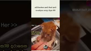 අනේ... 😥 #shortvideo #ytshorts #trending #cute #fvpシ #cute #cuty #cutycat #cutekitty #lovely #shorts