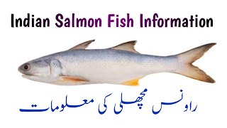 Indian Salmon Fish Information | راونس مچھلی کی معلومات