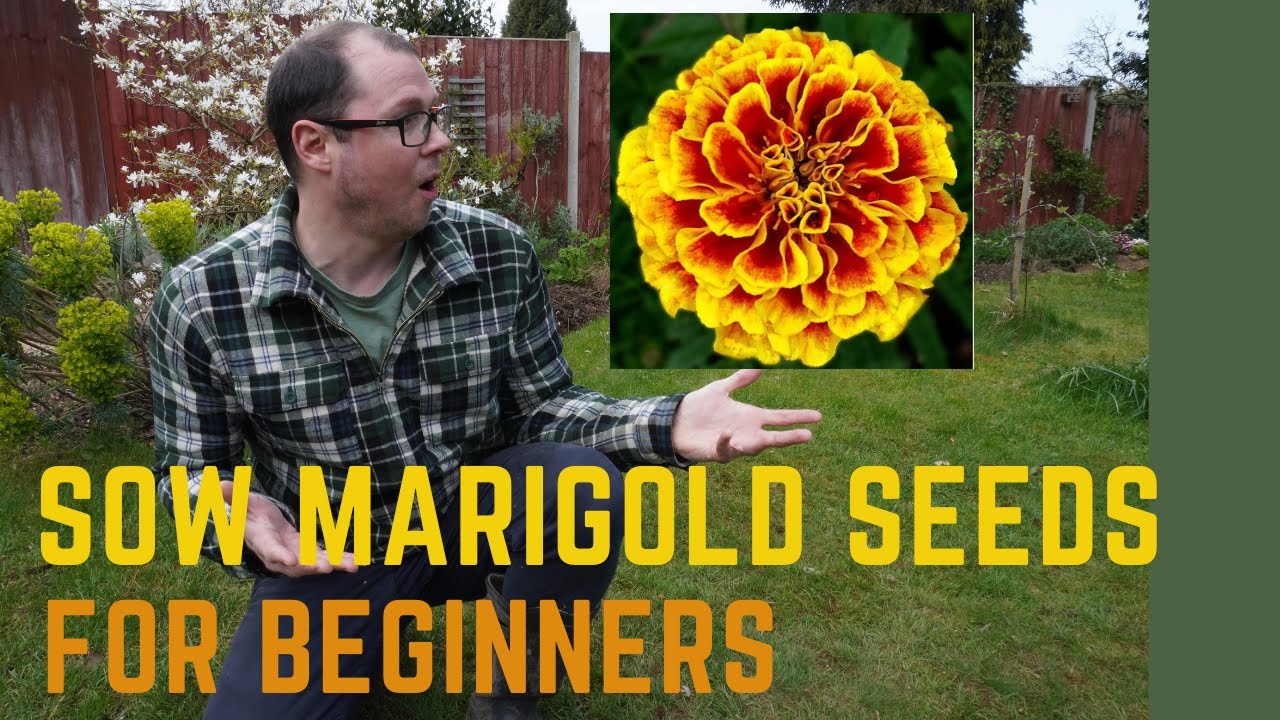 Sowing Marigold Seeds Beginner Gardening Youtube Sowing Marigold Seeds Beginner Gardening Youtube