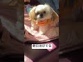 気持ちよさそう dogbreed 癒し シーズー puppy shihtz 可愛い shihtzu 犬のいる生活 愛犬