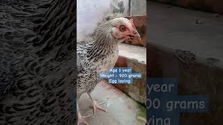 சித்து விடை கோழி #சிறுவிடை #நாட்டுக்கோழி  #koli  @SNpoultry1571 @thaninadan1761