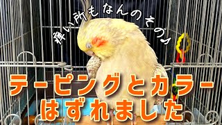 おかめちゃん骨折その後のお知らせ