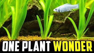 The Only Aquarium Plant You'll Ever Need (It'll Never Stop Growing!)