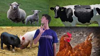 Finger Family Farm Animals | Familia Dedo de la Granja - Canciones infantiles populares