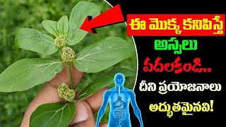 మీకు ఈ గడ్డి ఎక్కడైనా కనిపిస్తే అసలు వదలొద్దు||Reddyvari Nanubalu Plant Uses In Telugu #healthtips