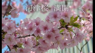 【満開】河津桜　2022年3月5日　開花情報　cherry blossom