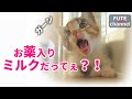 【生後40~42日目】お薬ミルク飲めるかな？ついにこの時がきた念願の○○を！！【保護子猫】