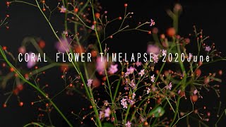 CORAL FLOWER  TIMELAPSE 2020June  / ハゼランの開花